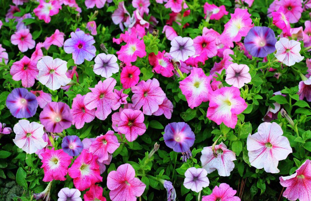 GreenCreator Perennial Flowers Mixed Morning Glory-100 Seeds Climbing Morning Blooming Vine
