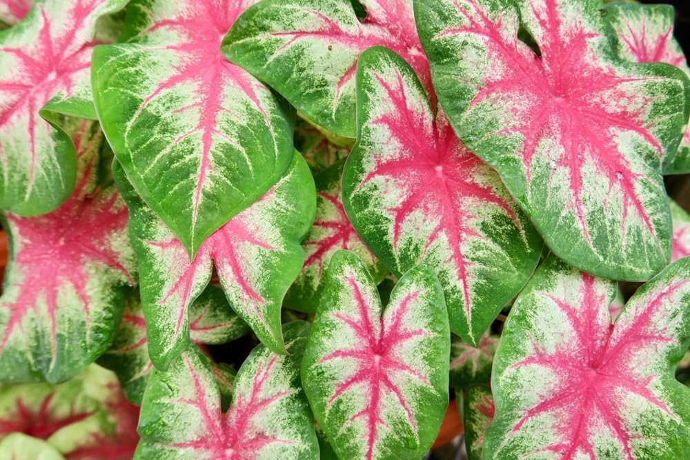 6 Kathleen Caladium Bulbs for Planting - Perennial Hosta, Elephant Ears, Fancy (6 Bulbs)