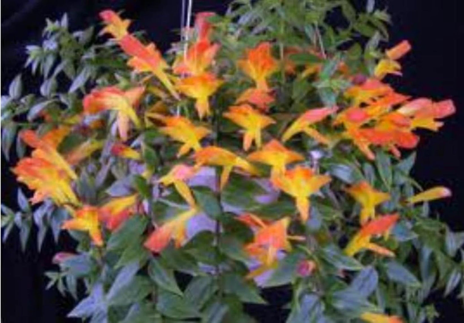 Orange Goldfish Starter Plant - 2 Inch Pot