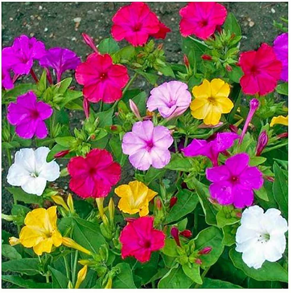 100+ Mixed Four O'Clock Seeds - Tender Perennial That Reseeds Easily | Exotic Garden Flowers | Made in USA, Ships from Iowa.
