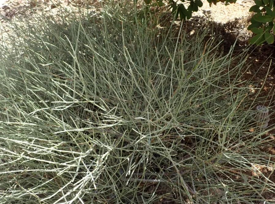 Nevada Jointfir Bush Seeds for Planting (30 Seeds) - Nevada Mormon Tea Seeds for Growing