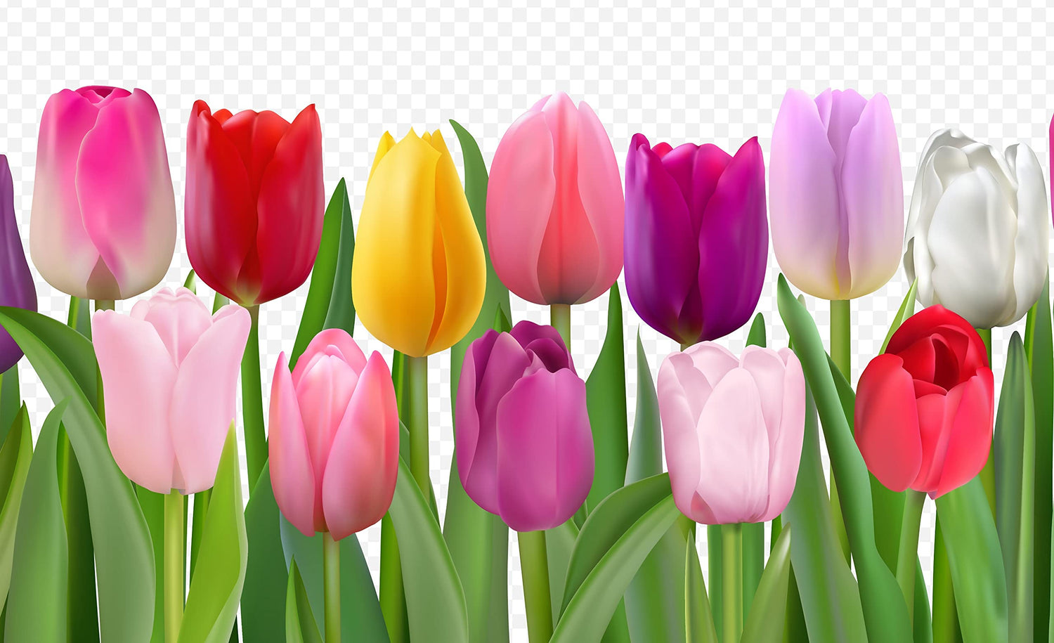 Mixed Color Tulip Bulbs for Planting - Ships from Iowa, USA