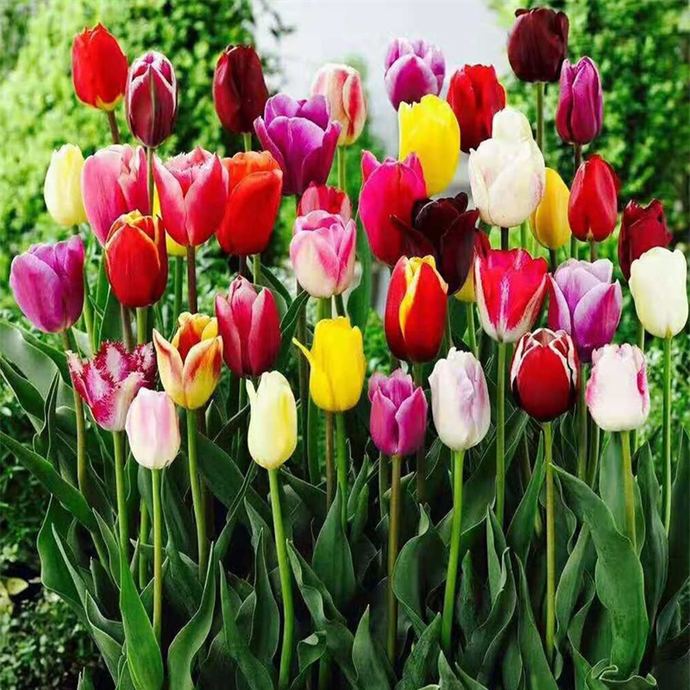 Tulip BulbsTulip Mixed Tulips Varieties Collection Tulips Bulbs for Gardens Spring Flowering Bulbs Ready to Plant Flower Bulbs Garden Landscape Diameter: 1.5in. Random Color