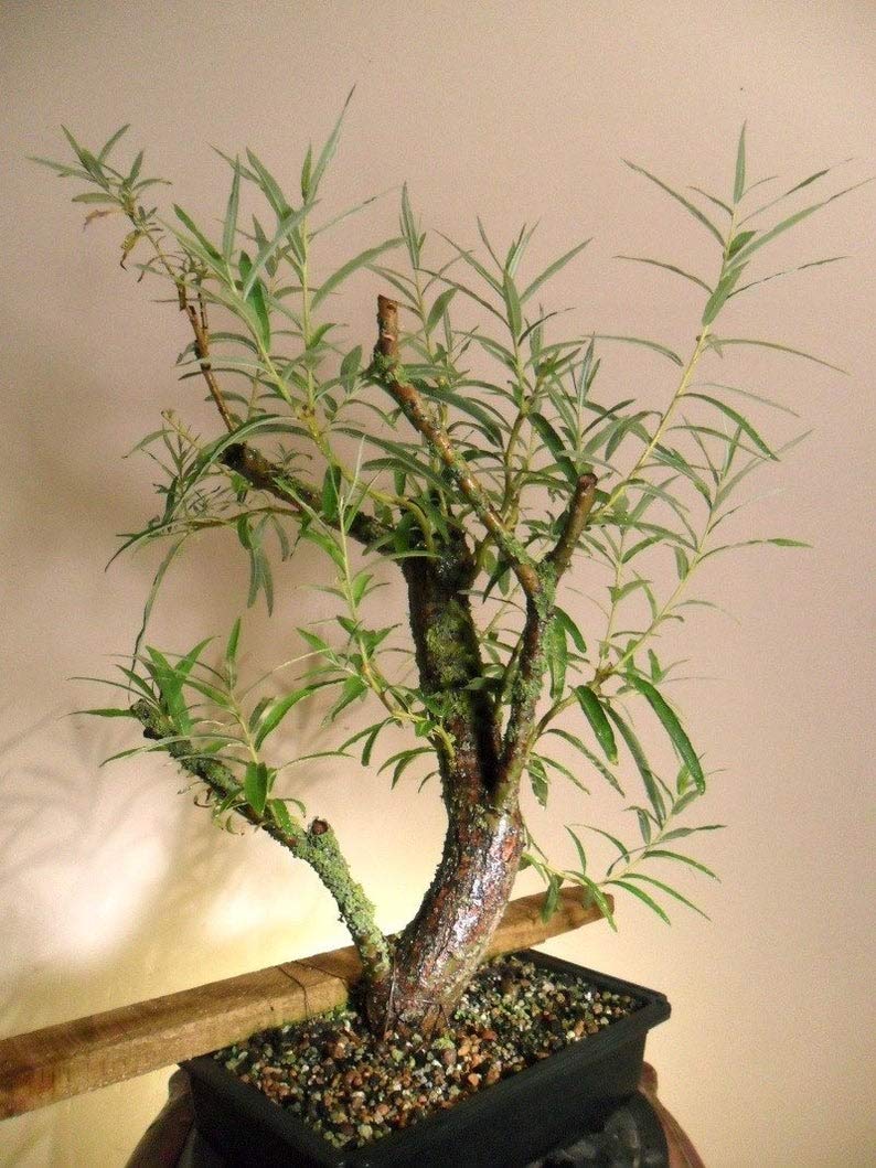 Bonsai Australian Willow Tree Cutting - Large Thick Trunk Root Stock - One Live Indoor/Outdoor Bonsai Tree - Shipped Bare Root, No Pot or Soil Included