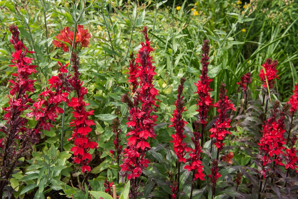 Cardinal Flower Plants for Growing, Not Seeds, Healthy Rootstock (5 Plants)