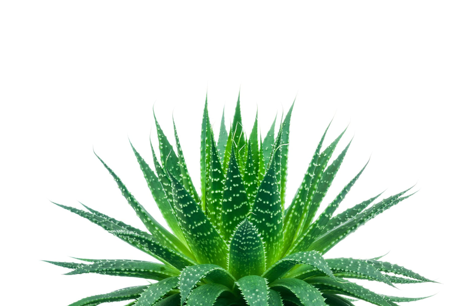 Aloe Species Seed Mix for Planting - 50 Seeds - Grow Mixed Aloe - Ships from Iowa, USA