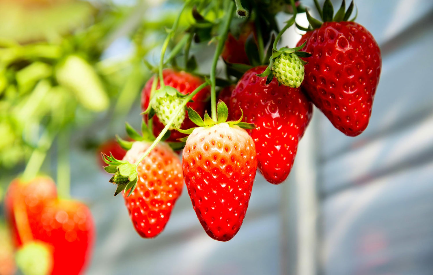 1,000 Strawberry Seeds for Planting - Perpetual Strawberry Four Seasons Strawberry Seeds for Planting