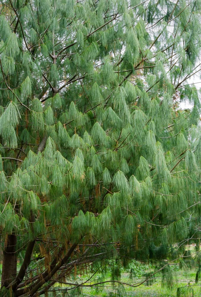 Armand Pine Seeds for Planting (30 Seeds) - David's Pine, Chinese White Pine Pinus armandii