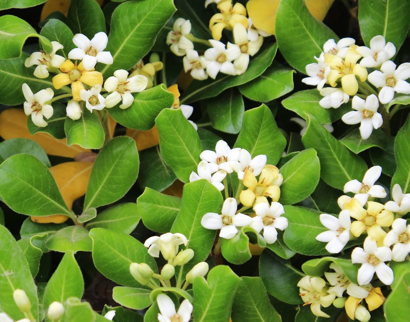 Japanese Cheesewood Tree Seeds for Planting (30 Seeds) - Pittosporum tobira