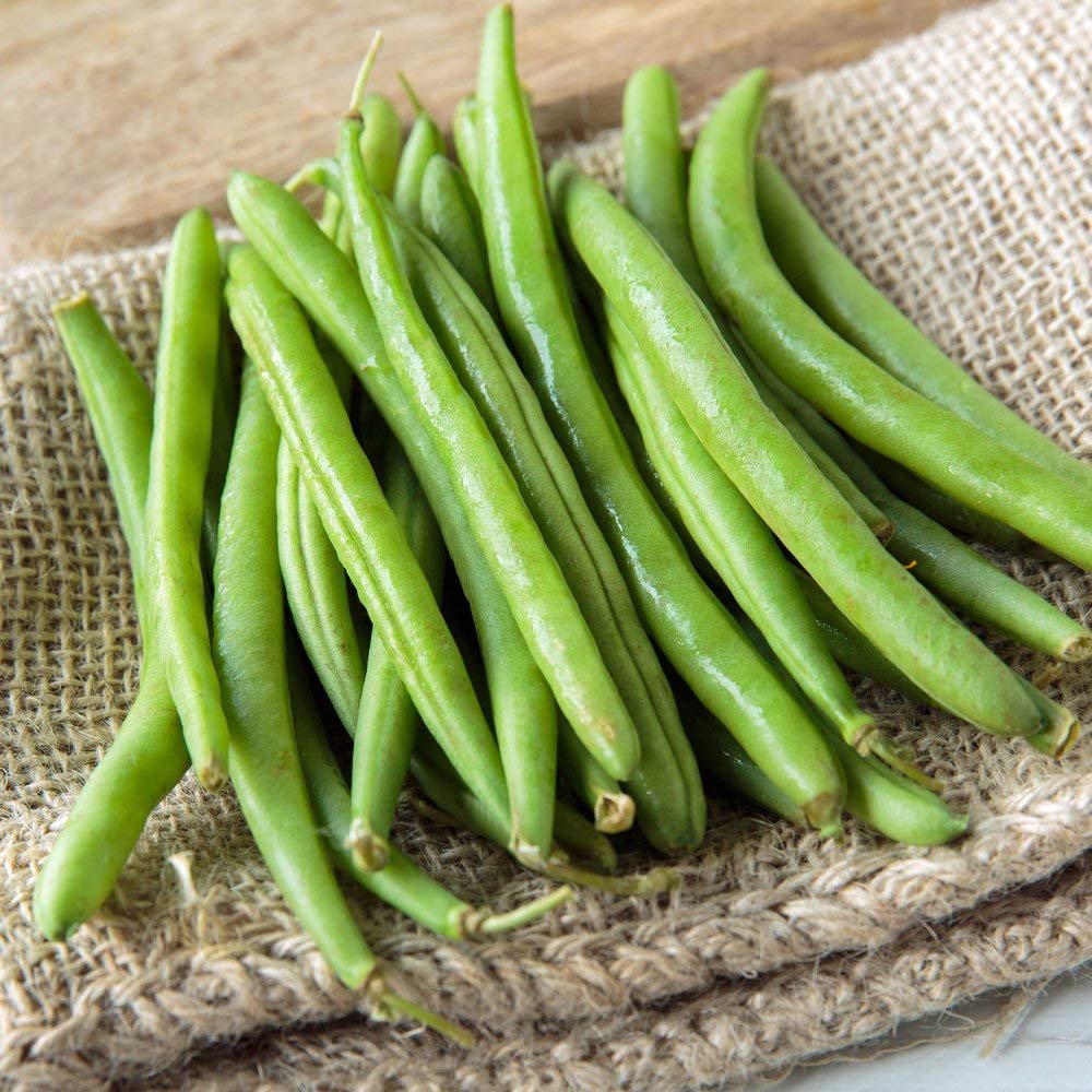 String Bean Bush Blue Lake | 50+ Seeds + | Non-GMO, Heirloom Seeds, Grow Your Own Food | Vegetable Seeds for Planting