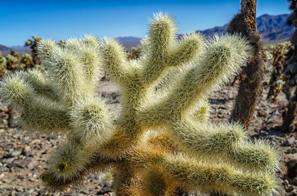 Teddy Bear Cholla Cacti Seeds for Planting (15 Seeds) - Cylindropuntia spinosior - Ships from Iowa, USA