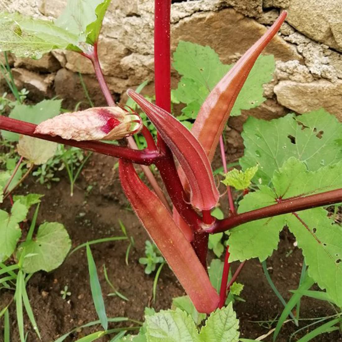 150+Red Okra Seeds for Planting in Garden & Outdoor?Drought-Resistant Okra Heirloom Seeds Non GMO Organic Garden Seeds for Planting Vegetables and Fruits
