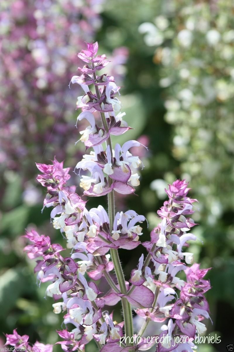 50 Clary Sage Seeds,Salvia sclarea var. turkestanica , Salvia Sclarea