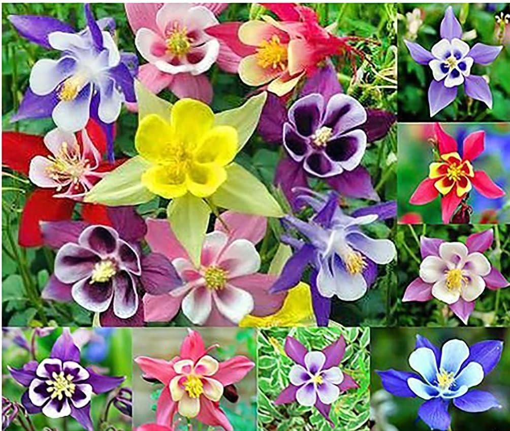 100 Giant Columbine Double Mixed Color - Easy to Grow and Amazing to See