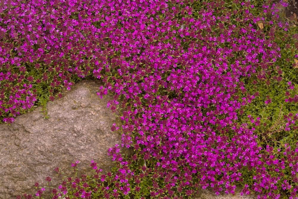 Creeping Thyme Seeds - 250+ Seeds - Amazing Ground Cover, Like an Aromatic Land Carpet