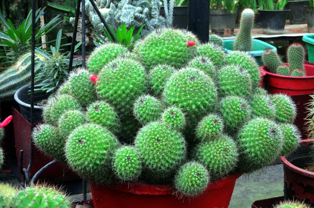 Golden Barrel Cactus Bonsai Seeds - 30 Seeds -Echinocactus grusonii - Ships from Iowa, USA - Grow Exotic Succulent Cacti Bonsai