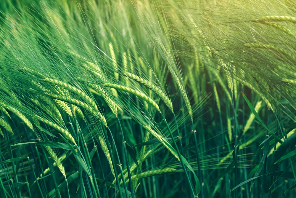 Cereal Rye Grain Seeds Open Pollinated Cover Crop Forage Deer Plot Food