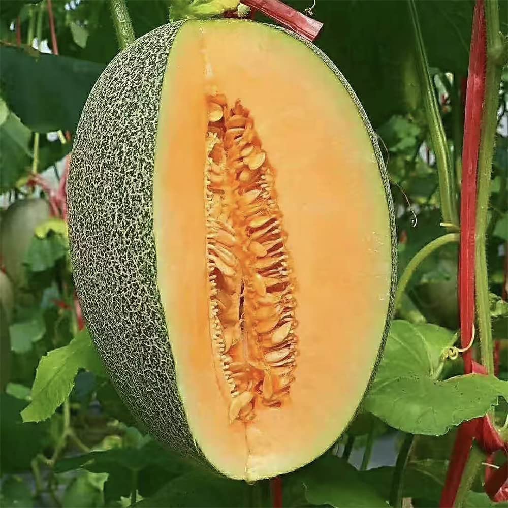 200+ Cantaloupe Seeds Vine Fruit Seed Fruit Plant Home Garden Non-GMO…