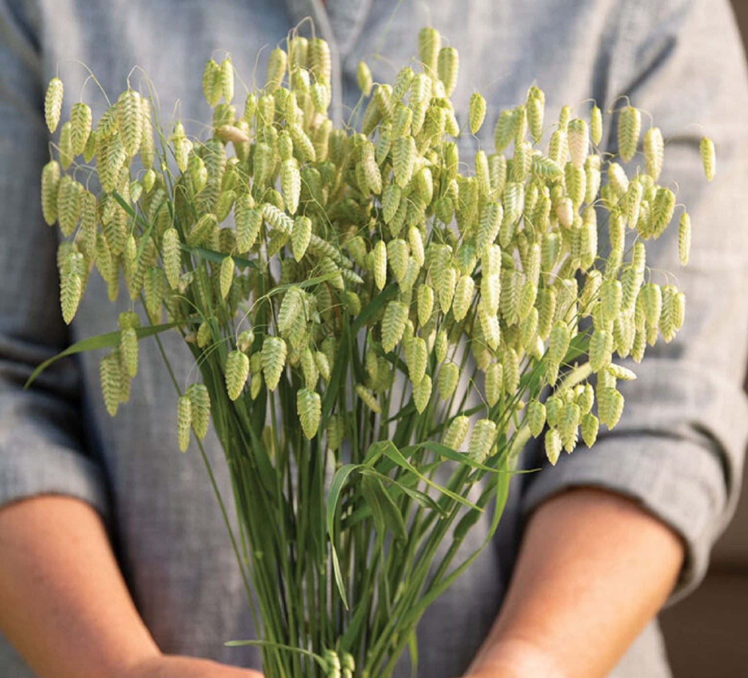 Rattlesnake Grass Seeds for Planting - Greater Quaking Grass