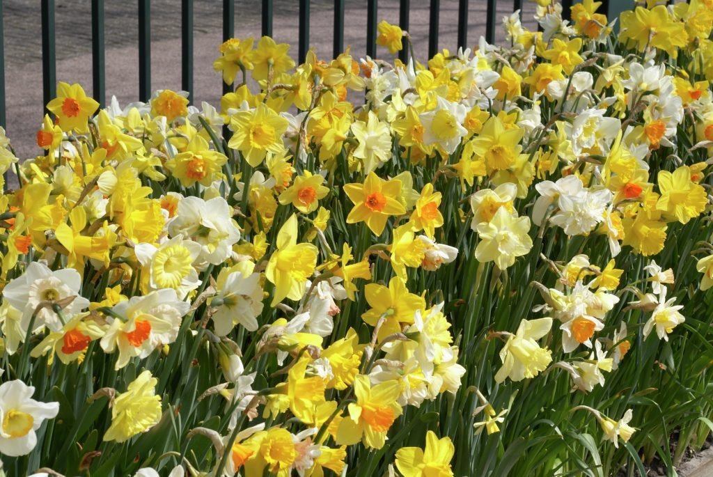 10 Daffodil Bulbs - Narcissus Assorted ,Long lasting~Trumpet Daffodil Mix Bulb