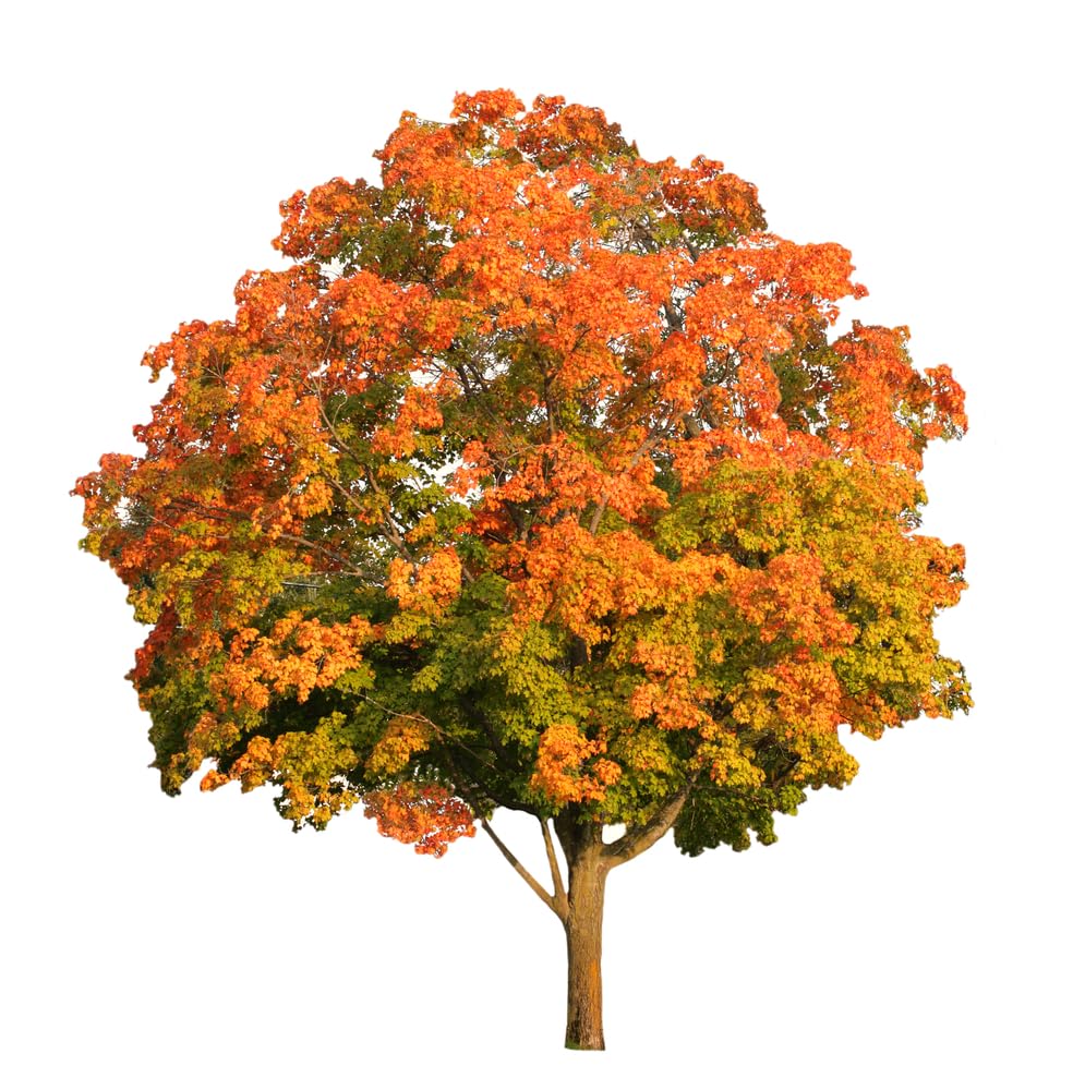 Sugar Maple Tree Seedlings for Planting | Live Tree Seedlings