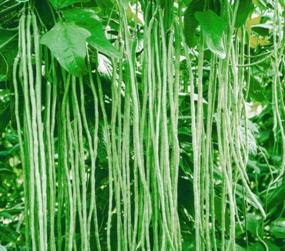 Asian Long Bean Seeds for Planting (30 Seeds) - Fast Growing Variety Sweet Tender and Delicious - Ships from Iowa, USA