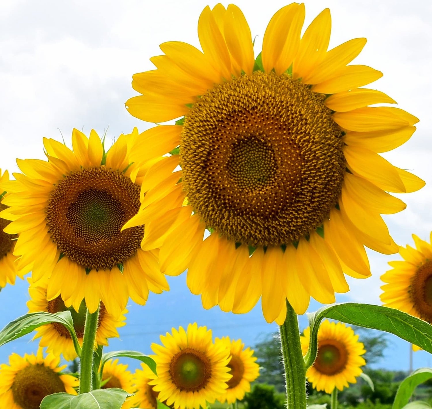 Large Mammoth Grey Stripe Sunflower Seeds for Planting (Helianthus annuus) These Giant Sun Flowers Attract Hummingbirds, Bees and Butterflies (Pollinators) Bulk