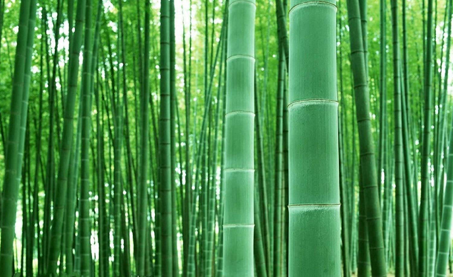 Bambusa Bambos - 50 Seeds to Grow - Giant Bamboo - Ships from Iowa
