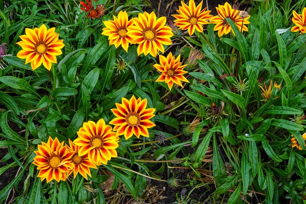 Gazania Flower Seeds - 500+ Seeds to Grow - Made in USA, Ships from Iowa - Great with Marigold or Roses. Gazinga Seeds