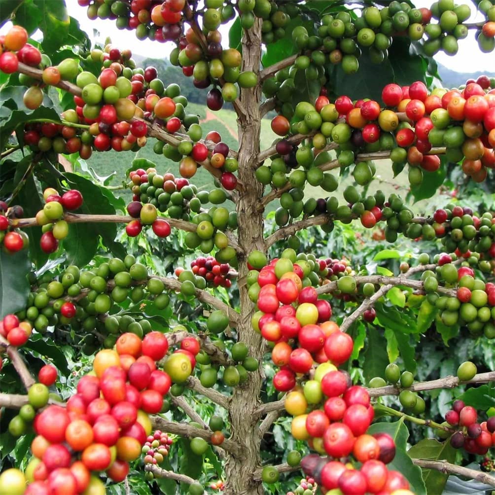 Fruit Seeds for Planting