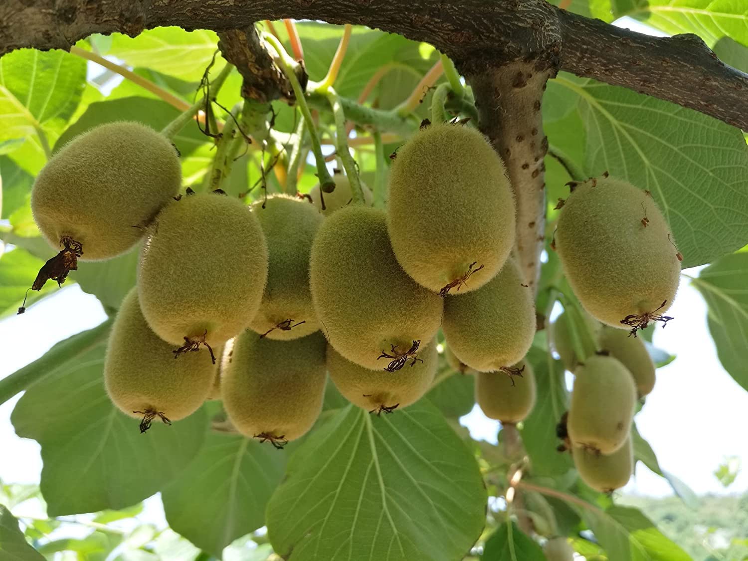 Fruit Seeds for Planting