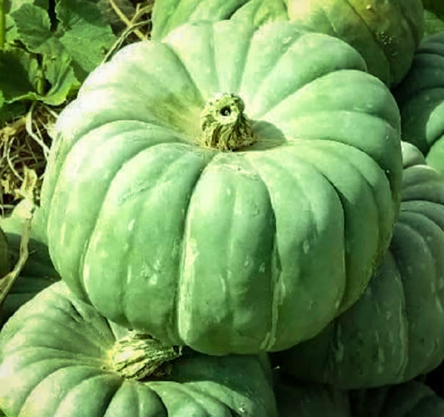 Green Jade Knight Pumpkin Seeds for Planting (10 Seeds)