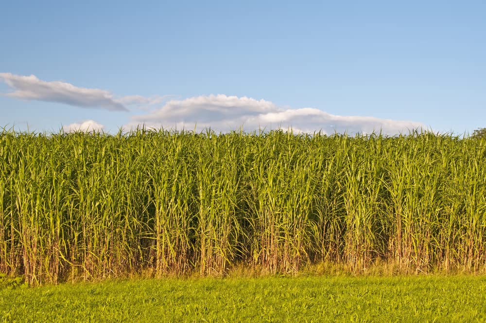 1,000 Switchgrass Seeds for Planting - Fast Growing Prairie Grass