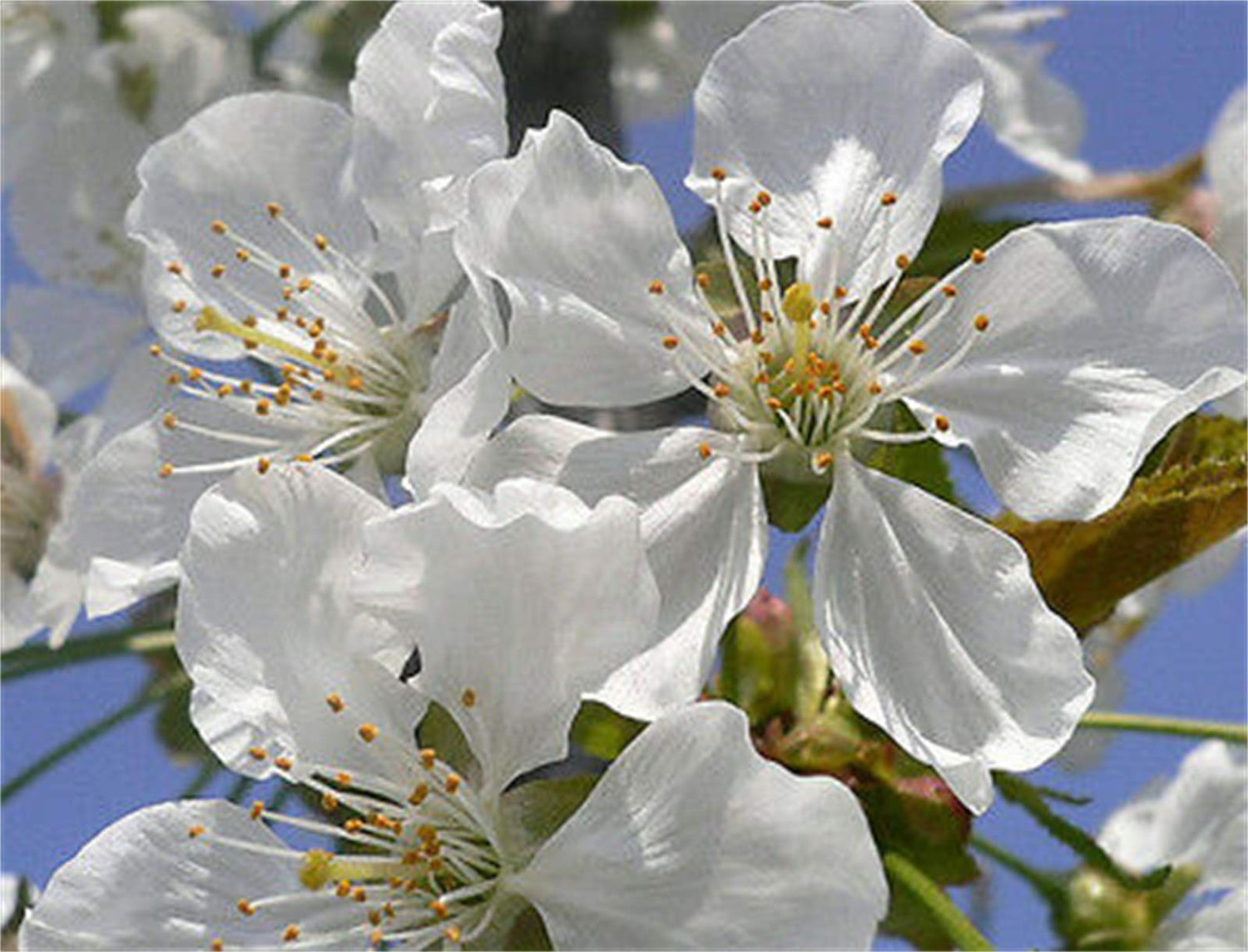 Sweet Cherry Seeds Prunus avium Seeds 20 Pcs - Cherry Blossoms Seeds