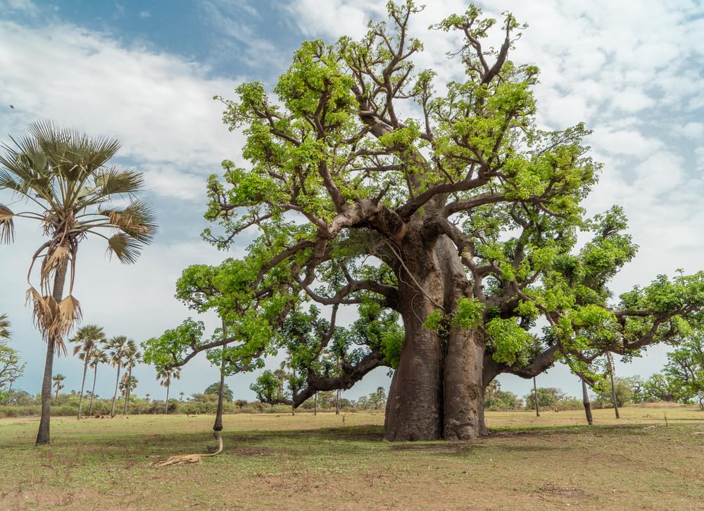 6 Baobab Seeds (Adansonia) - Baobab Tree Seeds (Monkey Puzzle Tree) - Rare Exotic Tropical Plant