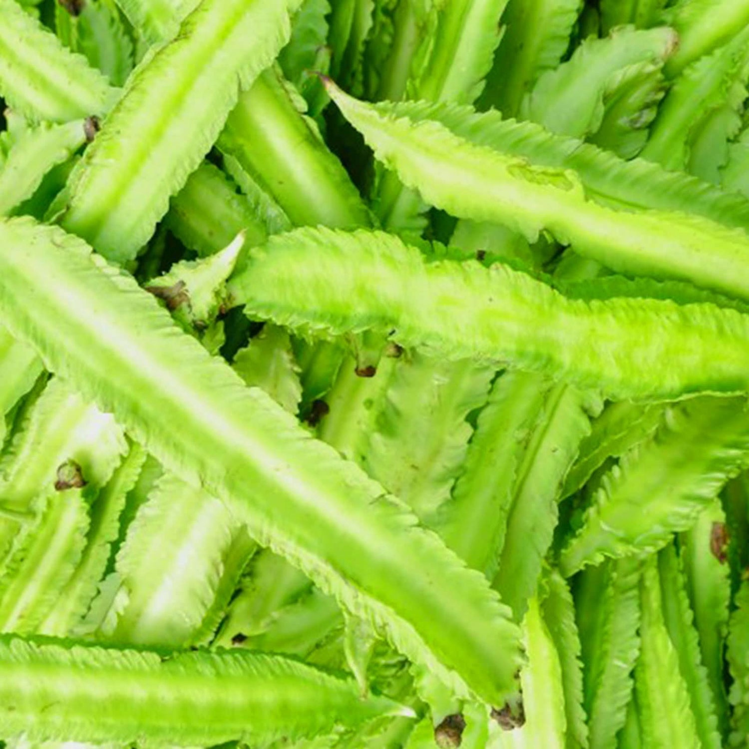 20 Pcs Non-GMO Winged Bean Seeds Psophocarpus Tetragonolobus Natural Green Seeds,for Growing Seeds in The Garden or Home Vegetable Garden