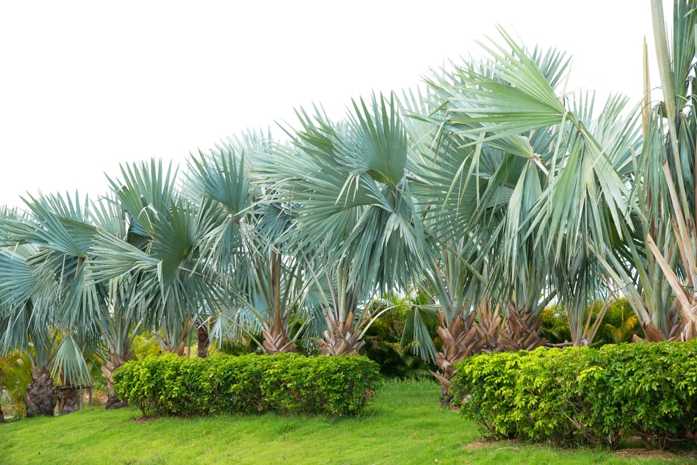 Fan Palm Bonsai Tree Seeds - 10 Seeds for Planting