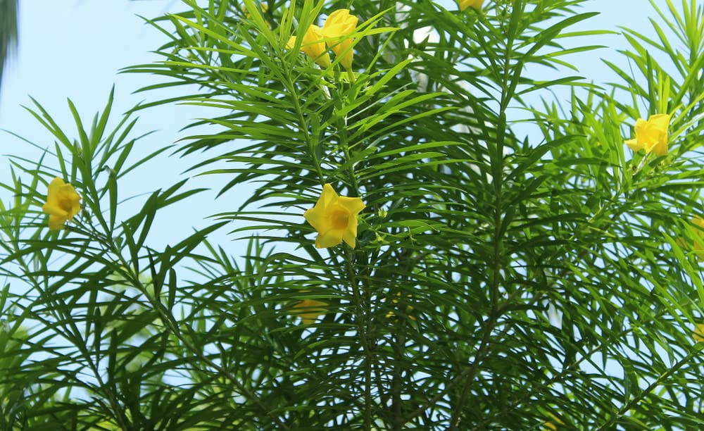Lucky Nut Bush Seeds for Planting - 5 Seeds - Thevetia peruviana