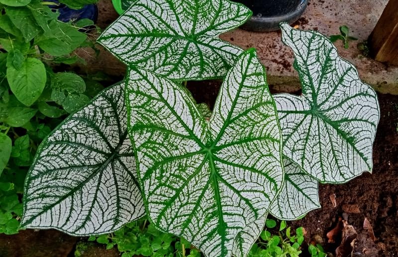 6 White Candidum Caladium Bulbs for Planting - Perennial Hosta, Elephant Ears
