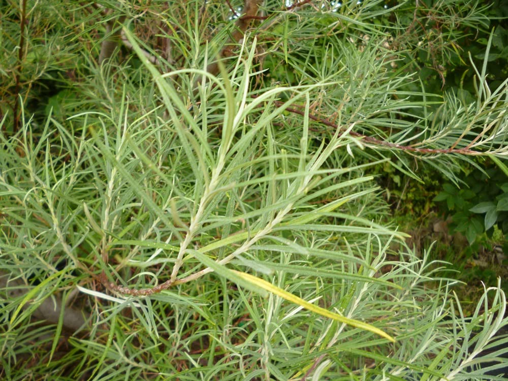 Rosemary Willow Tree Cuttings to Grow - Attractive Landscape of Privacy Bush - Esay to Grow