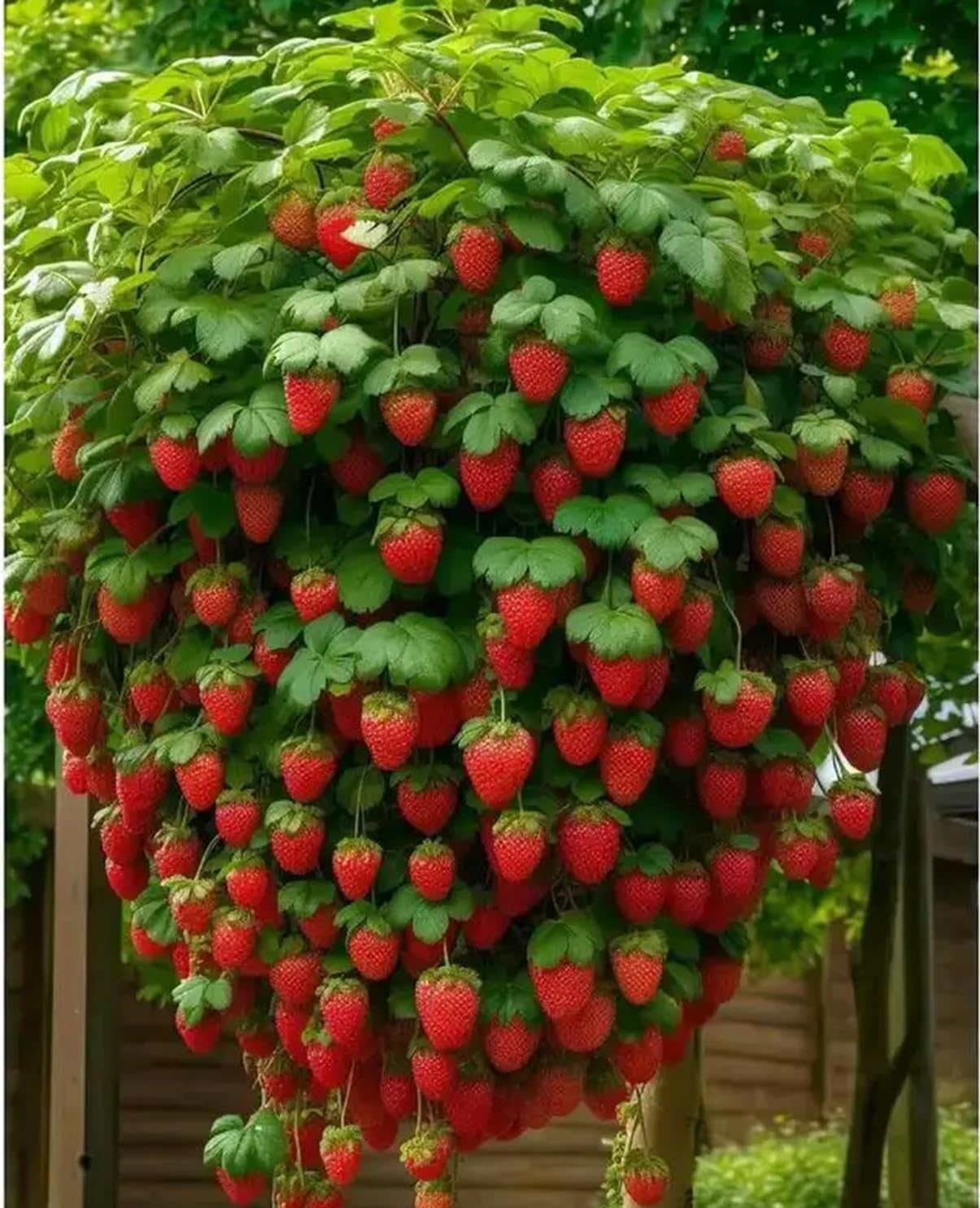 100 Red Strawberry Seeds for Growing - Easy to Grow Your Own Fruit