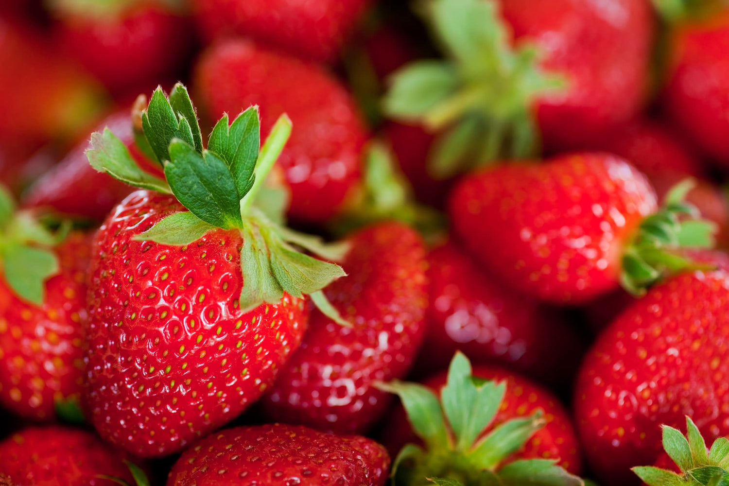 Albion Everbearing Strawberry Plants - Fruit Very Firm, Sweet, High Yields Can Not Ship to California.