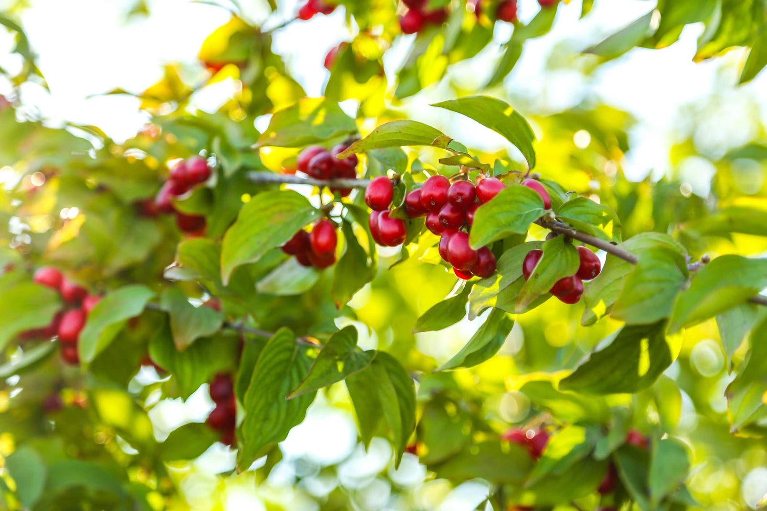 Cornelian Cherry Tree Seeds for Planting (30 Seeds) - Cornus mas