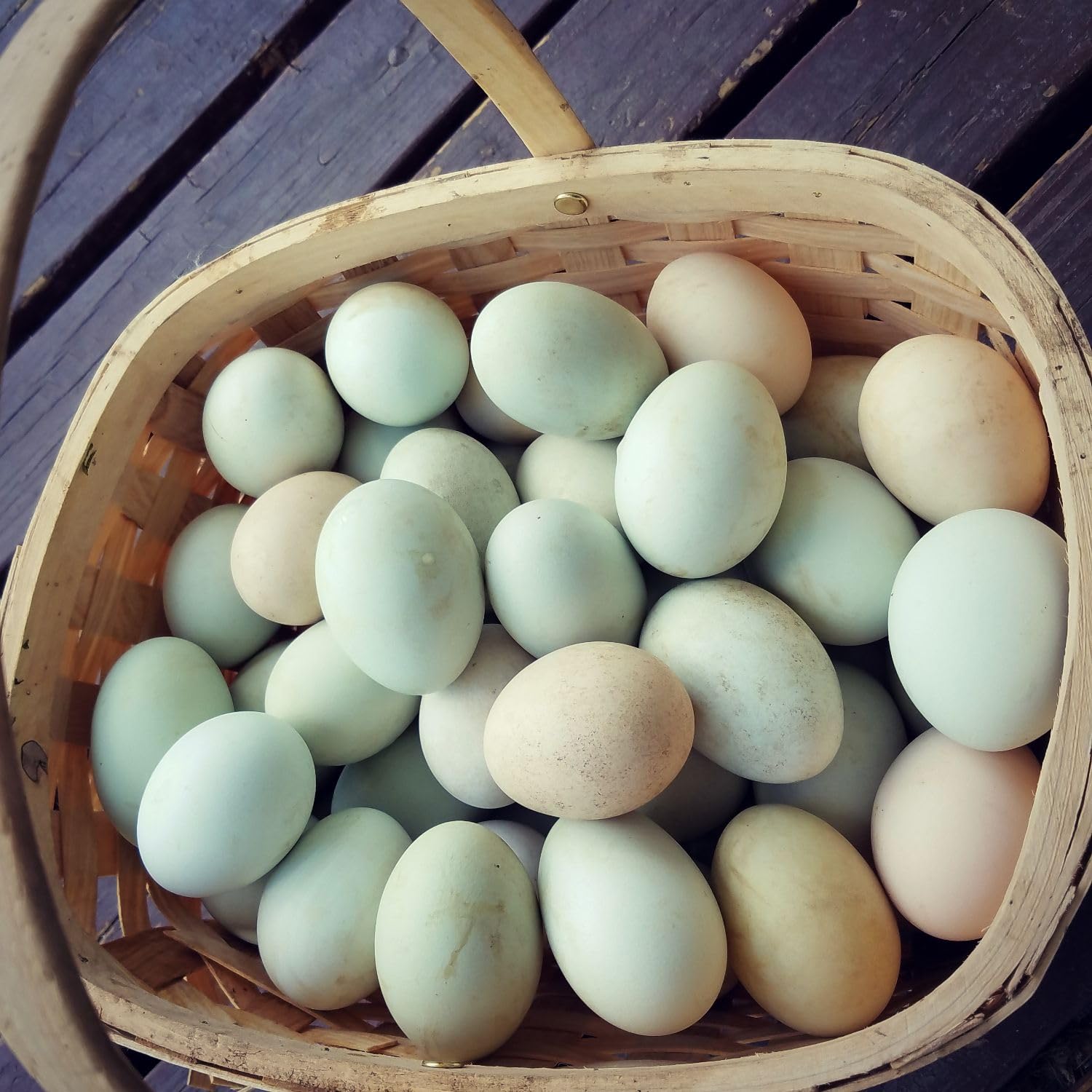 Fertile Duck Hatching Eggs - Barnyard Mix (5+)