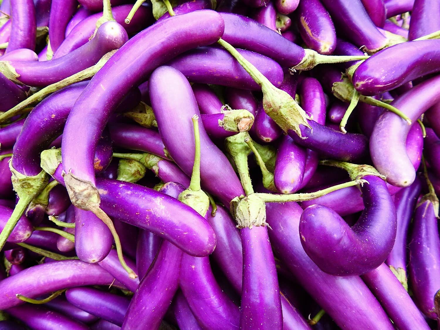Eggplant Seeds for Planting | 250 Long Purple Eggplant Seeds to Plant Home Outdoor Garden | Heirloom & Non-GMO Vegetable Seeds | Buy in Bulk