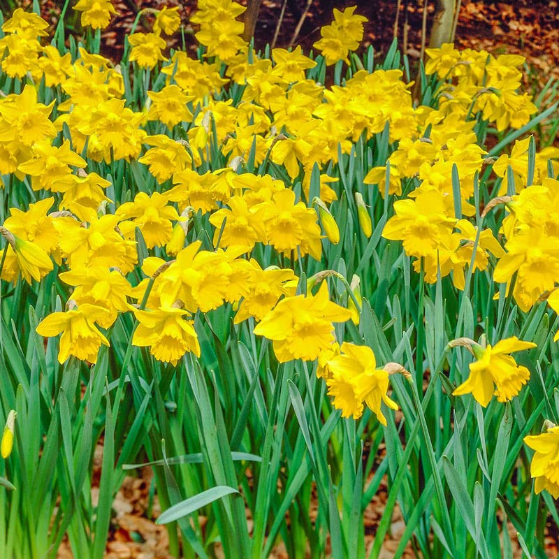 Miniature Daffodil Bulbs for Planting Daffodil Flower Bulbs 3 Bulbs