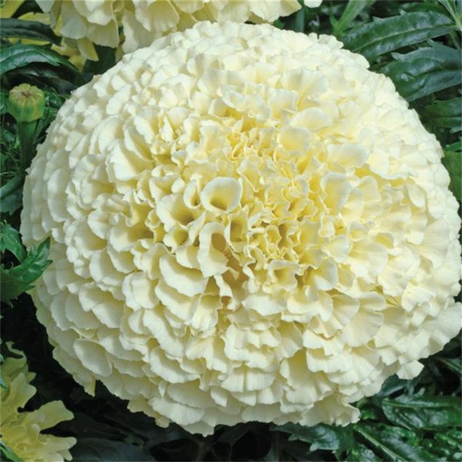 zellajake Rare Flower Seeds 200 Kilimanjaro White African Marigold Flower Seeds