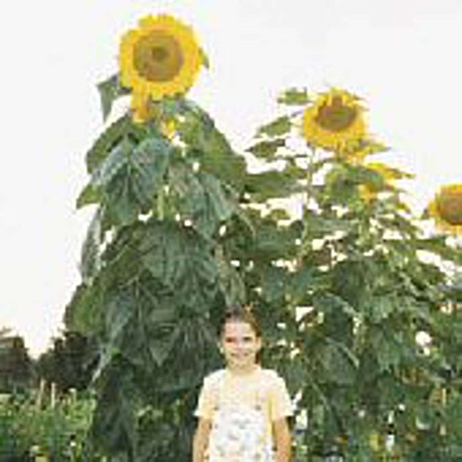 Sunflower Flowers (Skyscraper) Seeds (20+ Seeds) | Non GMO | Vegetable Fruit Herb Flower Seeds for Planting | Home Garden Greenhouse Pack