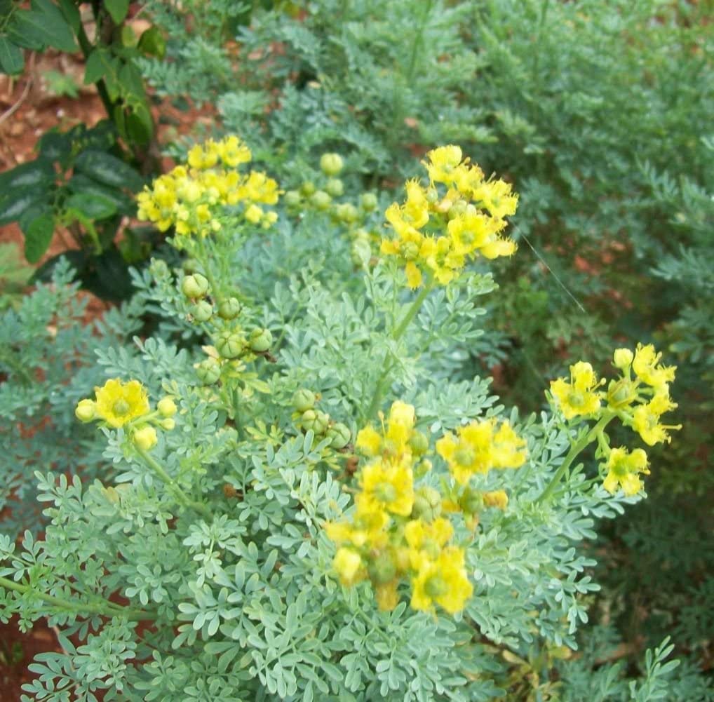 Rue 50 Seeds (Ruta Graveolens) Heirloom Herb-of Grace - Non GMO - Open Pollinated - Made in USA
