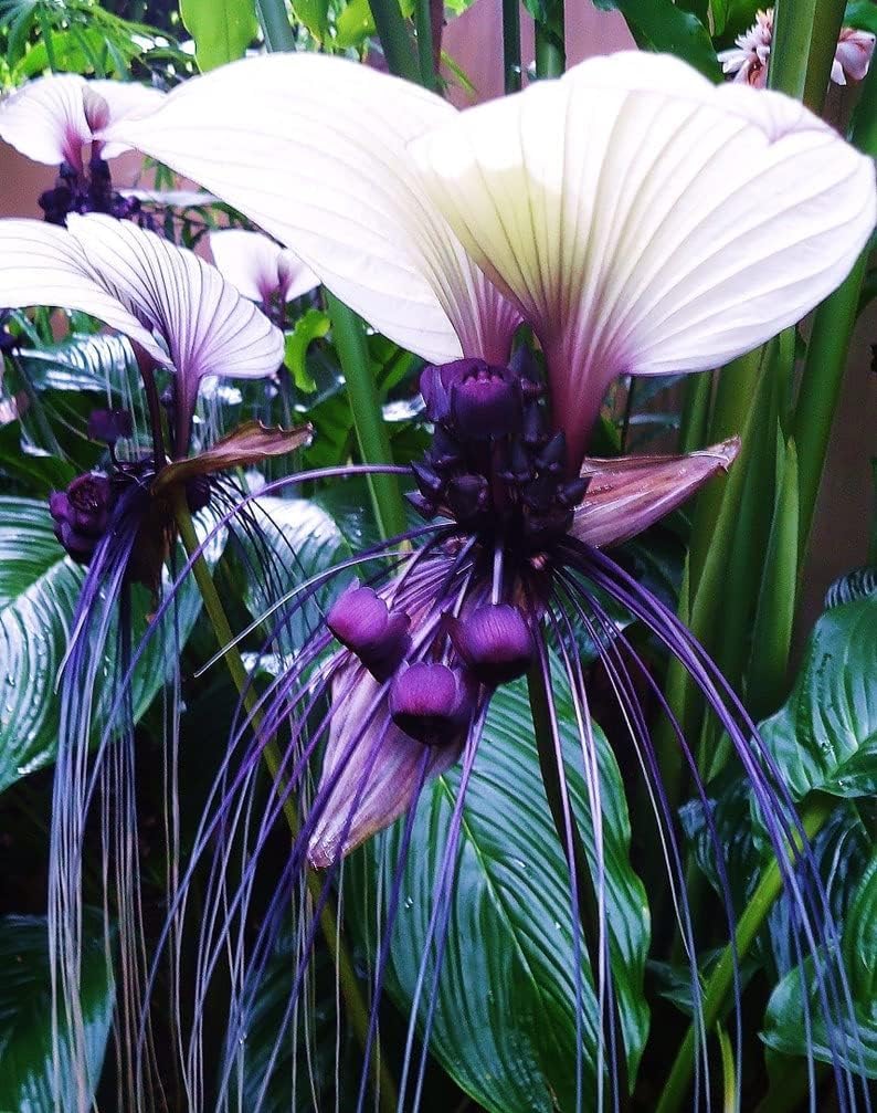 White Bat Flower Seeds - 5 Seeds for Planting - Tacca chantrieri